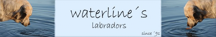 Waterline´s Labradors